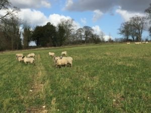 Sheep in field at Chilgrove