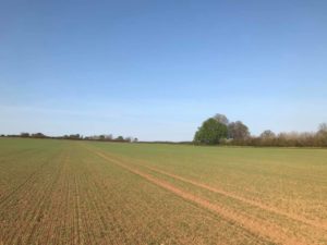 Newly Planted Field of Barley